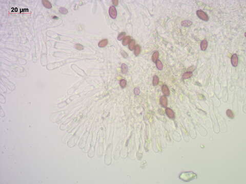 Слика од Leratiomyces magnivelaris (Peck) Bridge & Spooner 2008