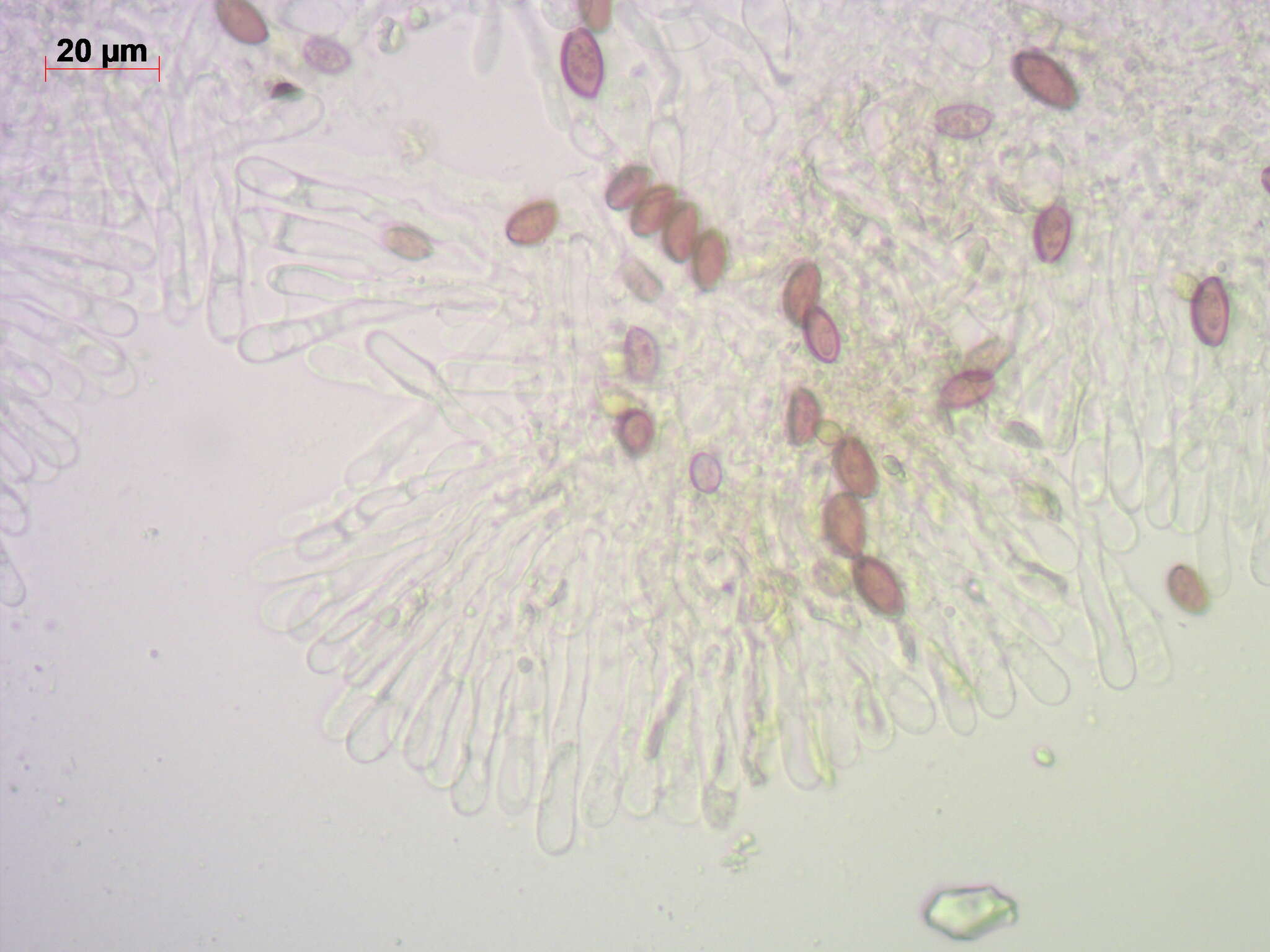 Image of Leratiomyces magnivelaris (Peck) Bridge & Spooner 2008