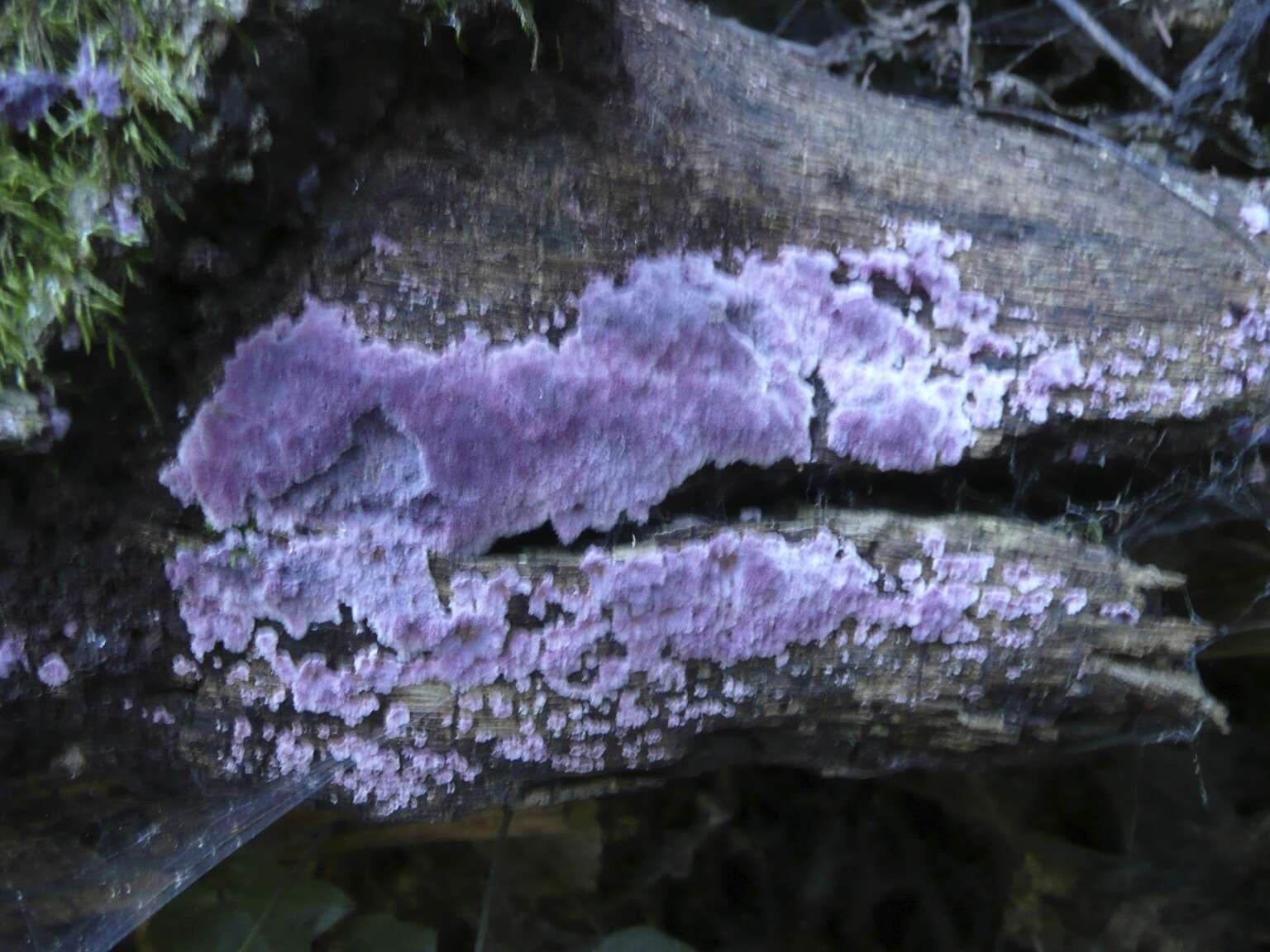 Image of Punctularia atropurpurascens (Berk. & Broome) Petch 1916