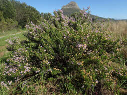 Felicia fruticosa subsp. fruticosa resmi