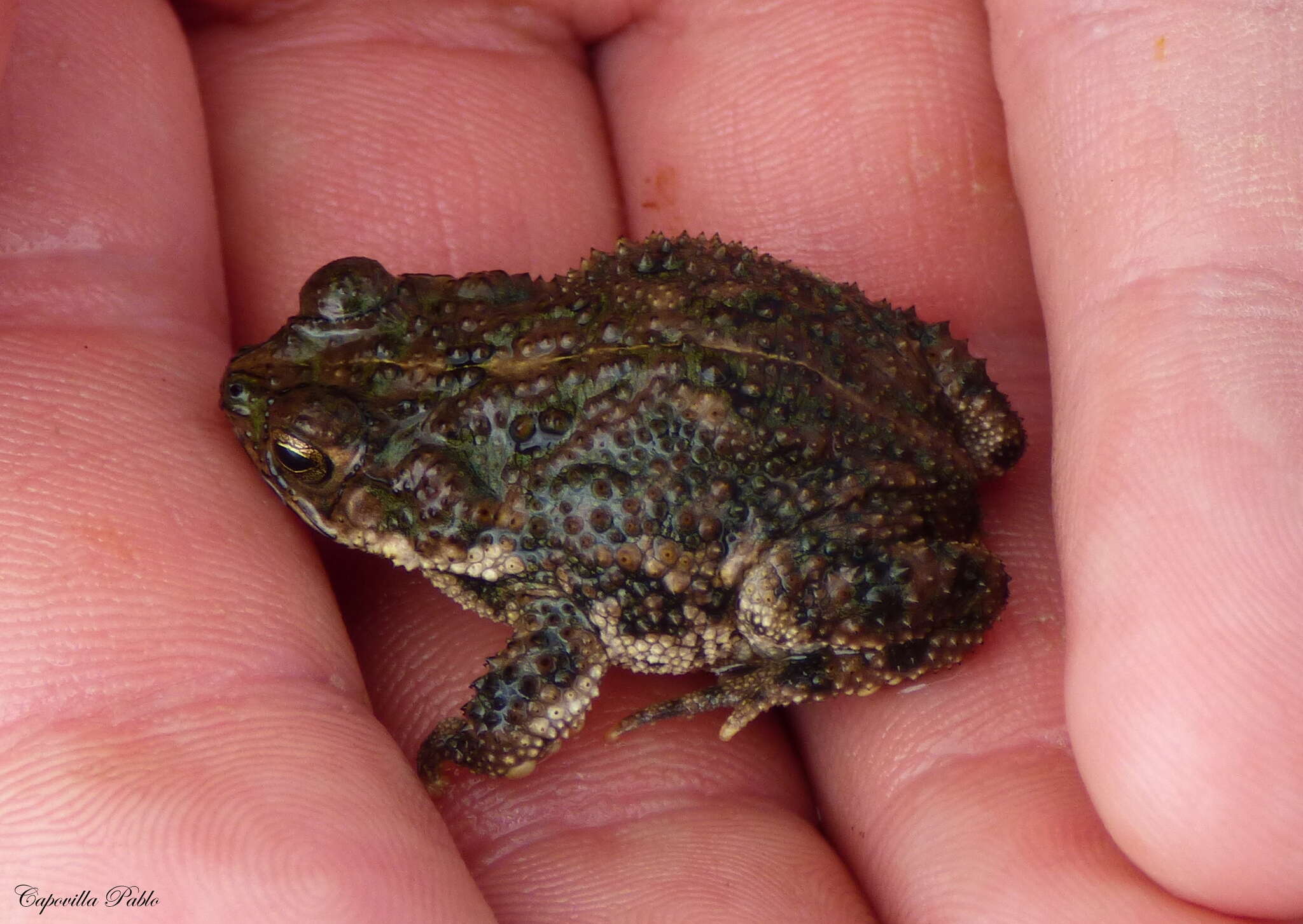 Image of Rhinella dorbignyi (Duméril & Bibron 1841)