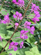 Image of Narrow-Leaf Fireweed