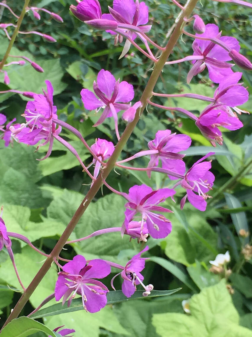 Image of Narrow-Leaf Fireweed