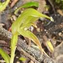 Image of Shrimp-flowered greenhood