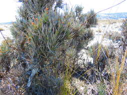 Image of Ephedra compacta Rose