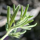 Plancia ëd Teucrium africanum Thunb.