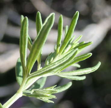 Image of Teucrium africanum Thunb.