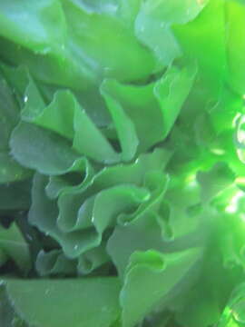 Image of Sea lettuce