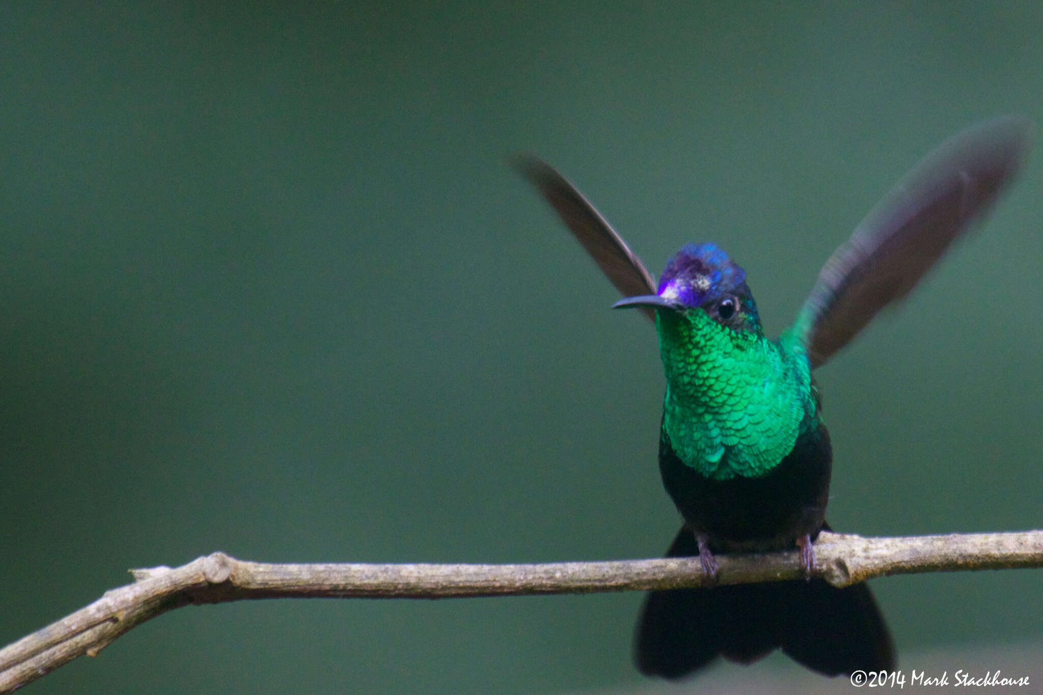 Image of Mexican Woodnymph