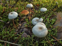 Image of Clitocybe metachroa (Fr.) P. Kumm. 1871