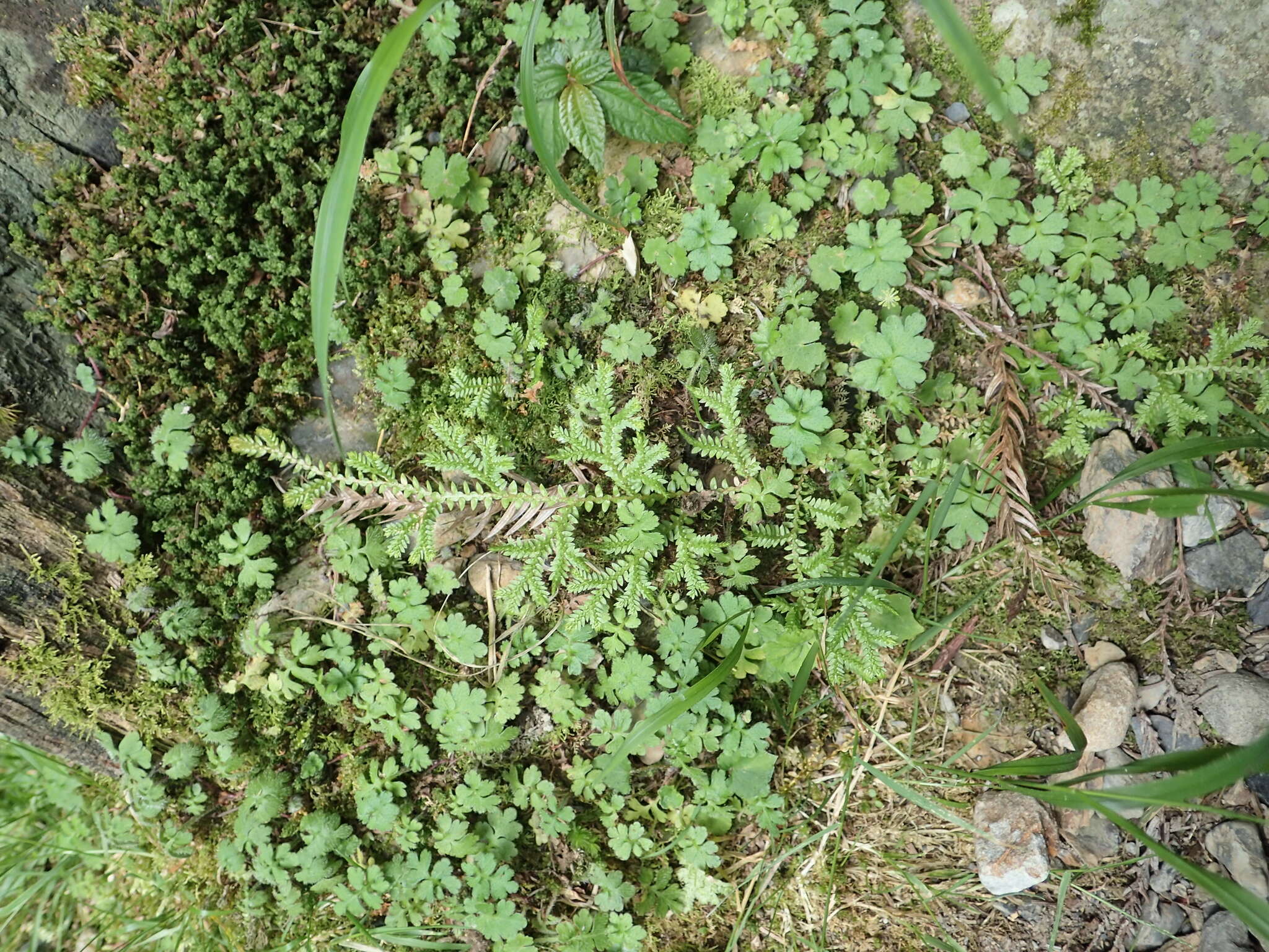 Image of Selaginella remotifolia Spring