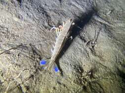 Image of target rock shrimp