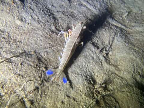 Image of target rock shrimp