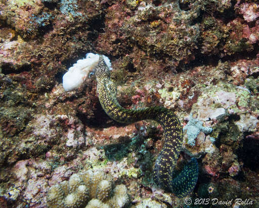 Image of Abbott's moray eel