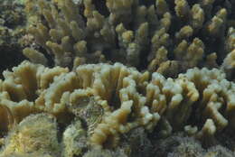 Image of Palm Lettuce Coral