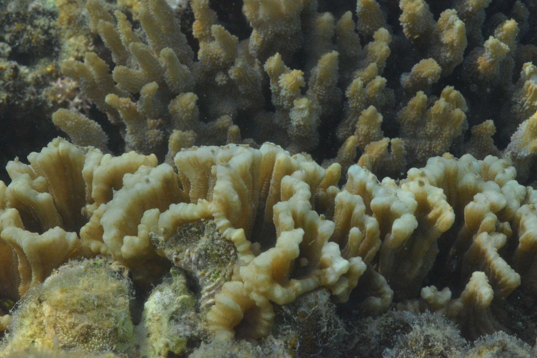 Image of Palm Lettuce Coral