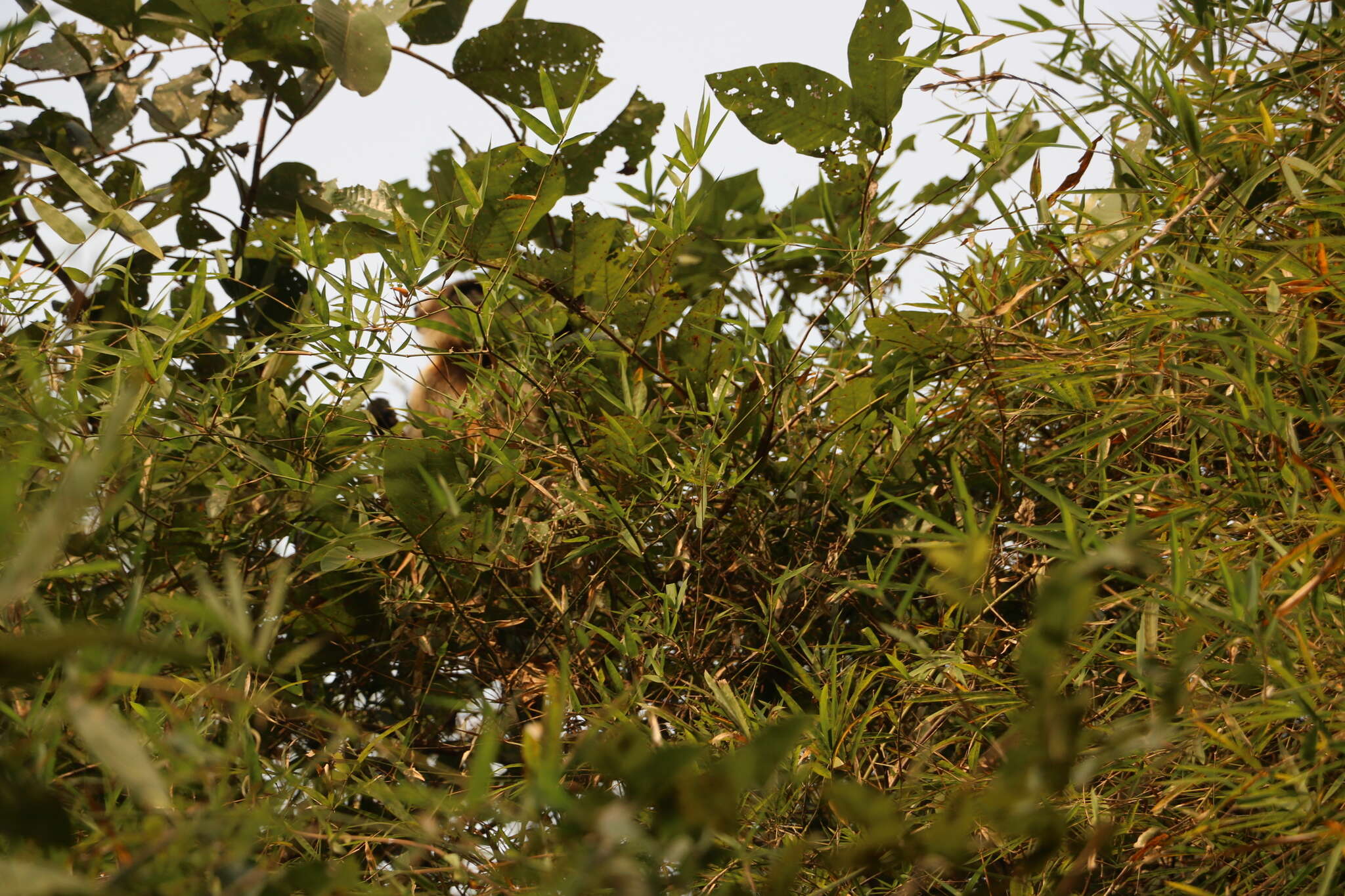 Image of Dussumier's Malabar Langur