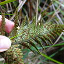 Image of Polystichum neozelandicum subsp. neozelandicum