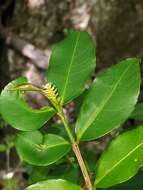 Sivun Excoecaria madagascariensis (Baill.) Müll. Arg. kuva