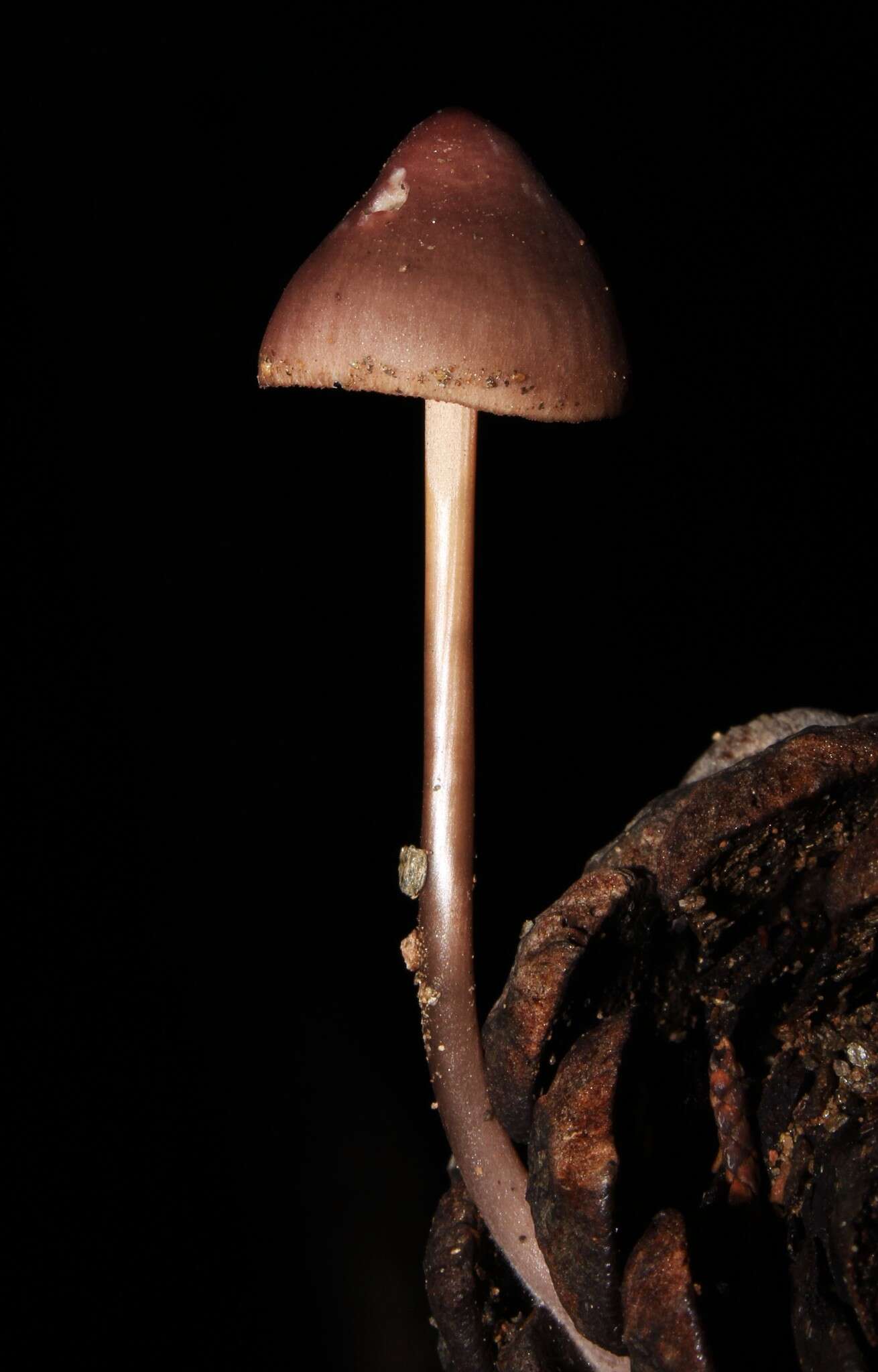 Image of Mycena seynii Quél. 1877