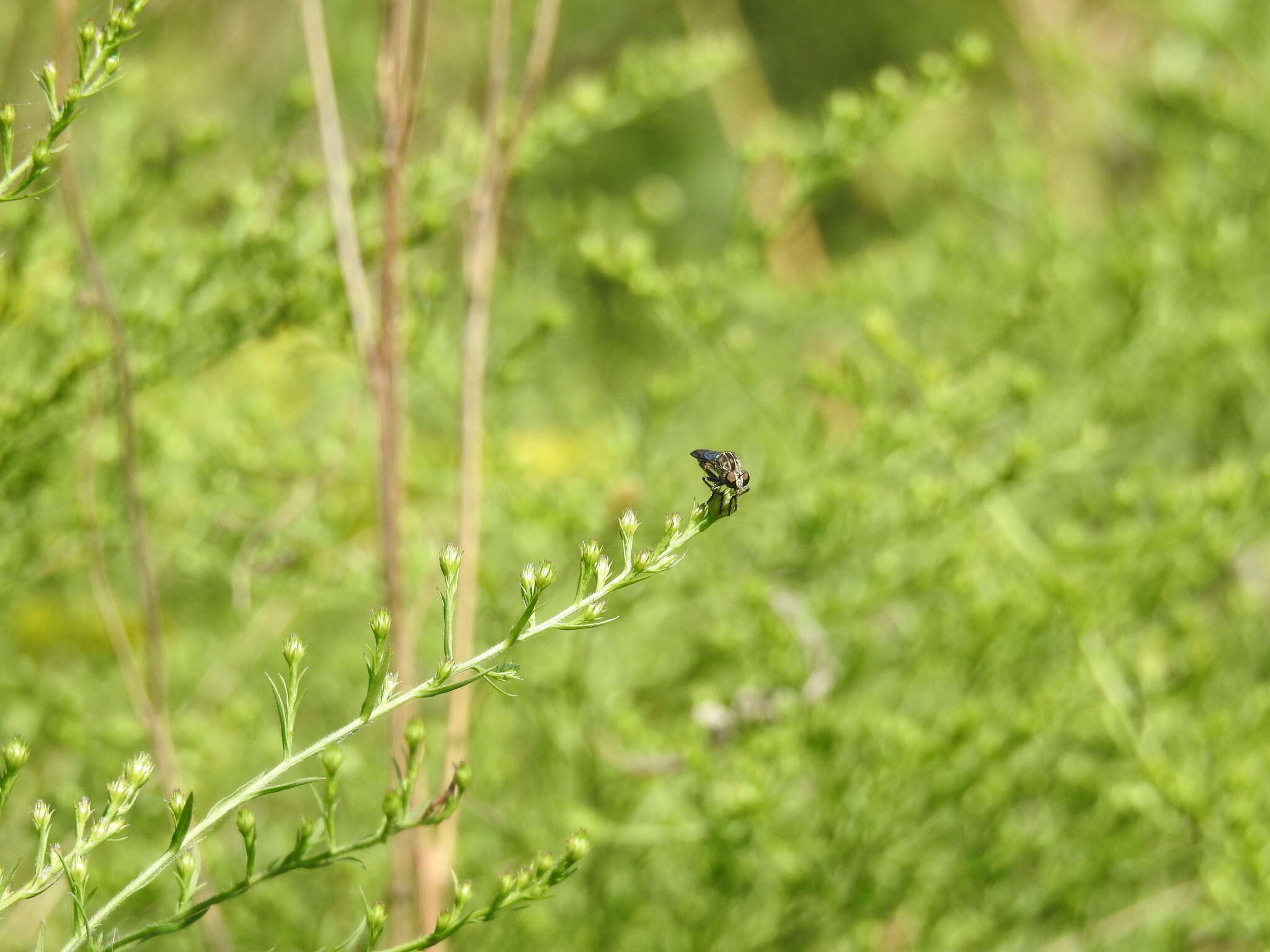 صورة Heteropogon macerinus (Walker 1849)