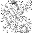 Image of Solanum citrullifolium A. Br.