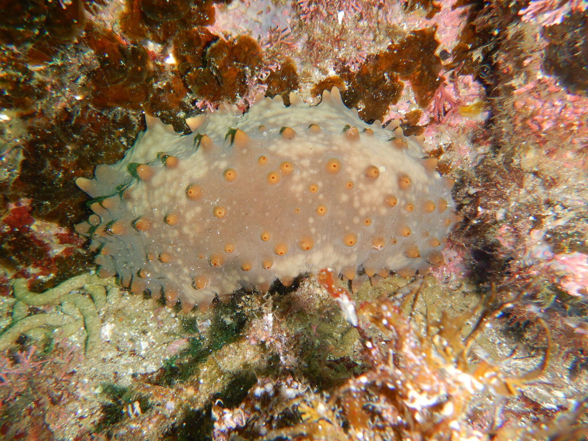 Image of Brown Sea Cucumber