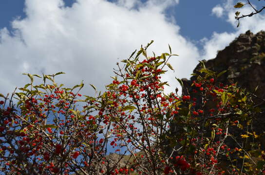 Image of Lonicera heterophylla Decne.