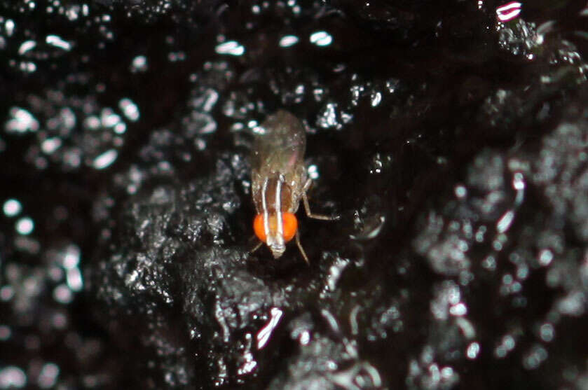 Image of African Fig Fly