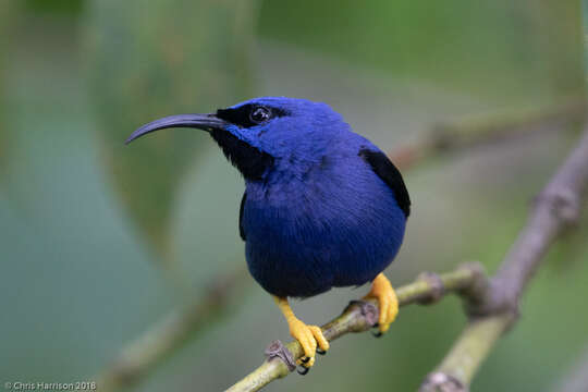 Image of Purple Honeycreeper