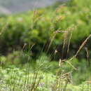 Imagem de Elymus ciliaris (Trin.) Tzvelev