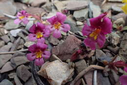 Image of red monkeyflower