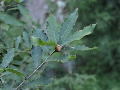 Image de Quercus serrata subsp. serrata