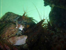 Image of red rock shrimp