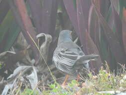 Image of Turdus plumbeus plumbeus Linnaeus 1758