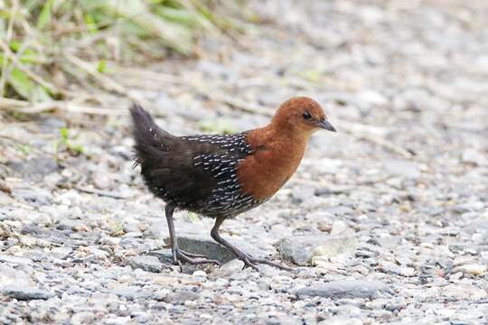 Image of Red-chested Flufftail