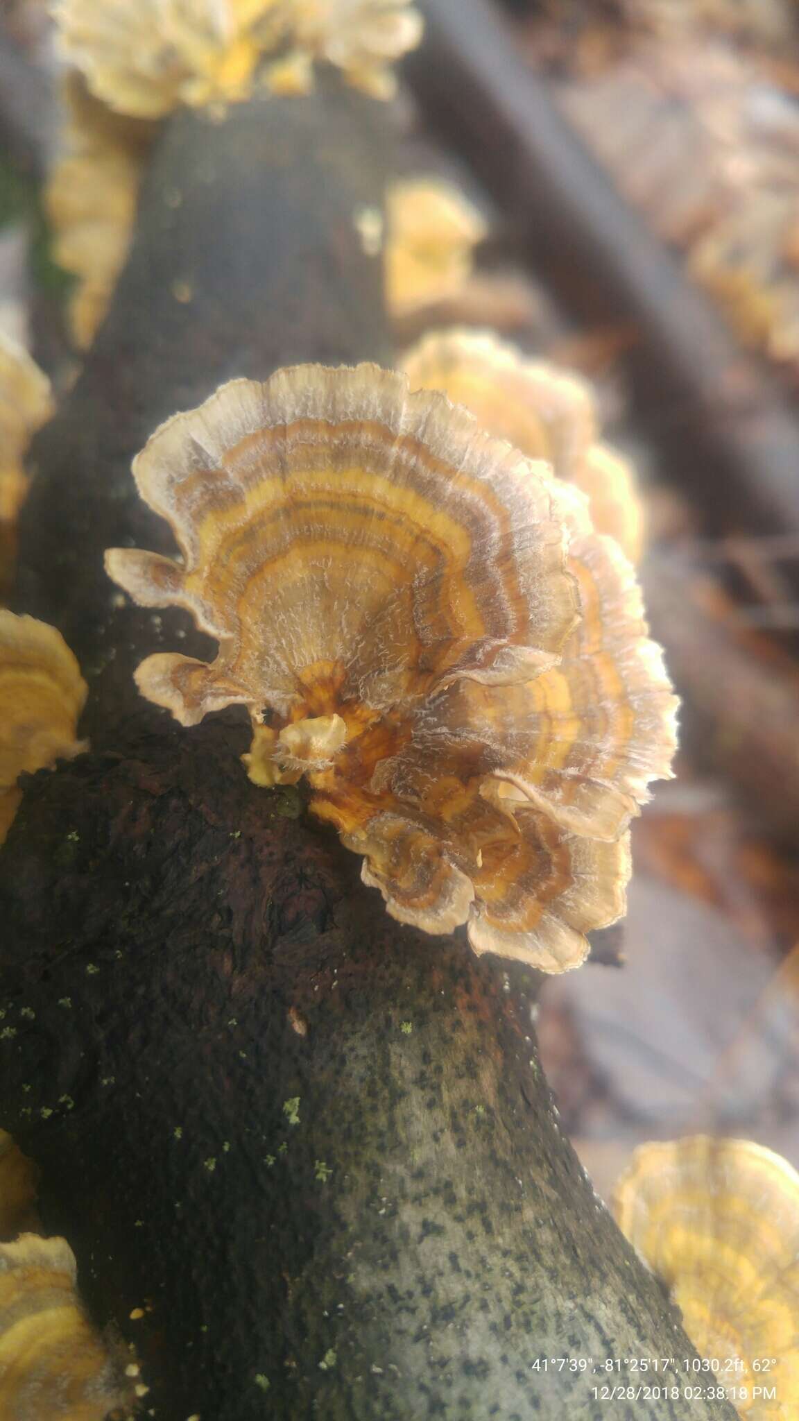 Image of Trametes ochracea (Pers.) Gilb. & Ryvarden 1987