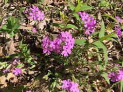 Image of hairy phlox