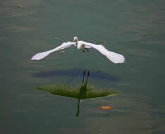 Image of Intermediate Egret