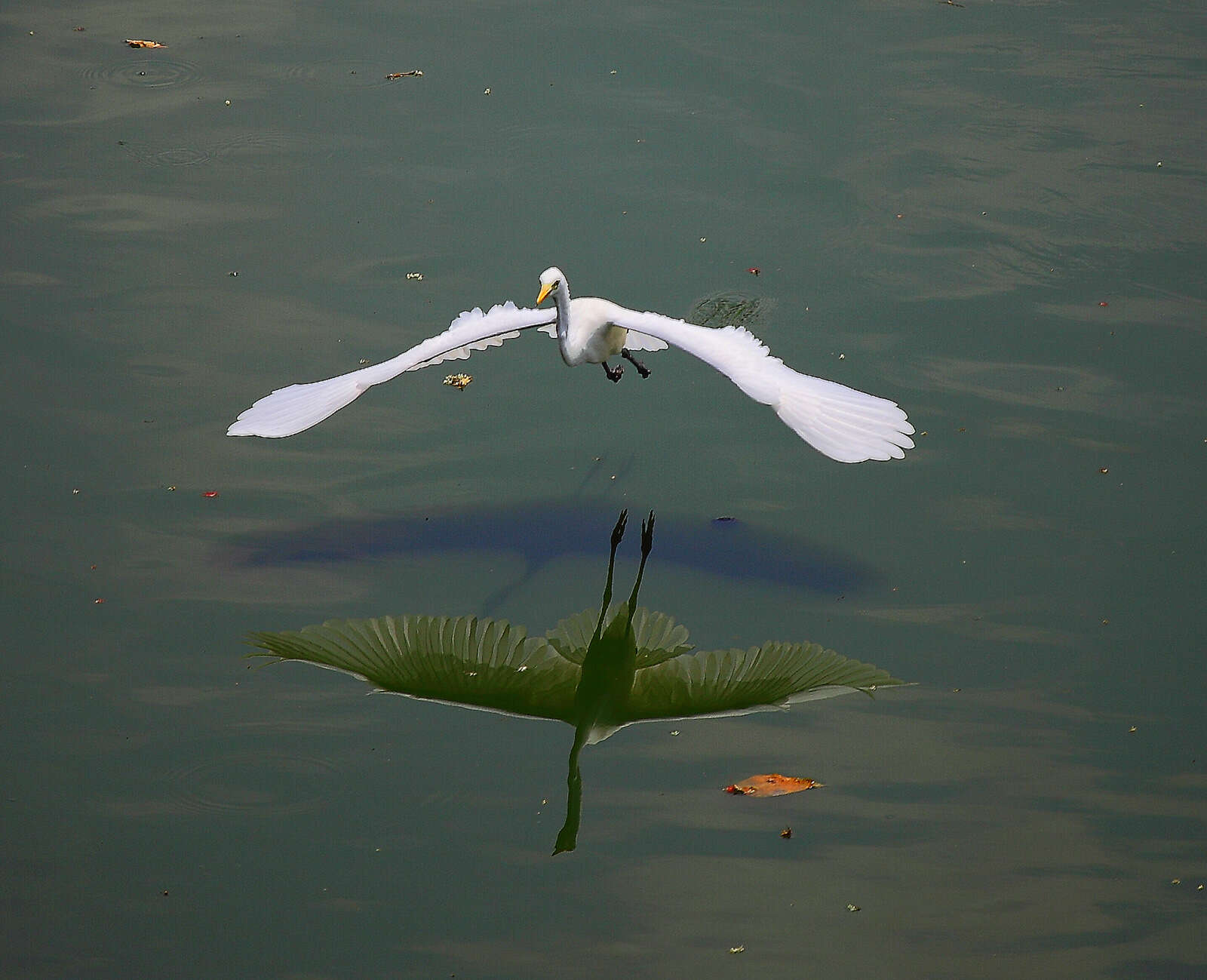 Image of Intermediate Egret