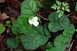 Image of Rubus pectinellus Maxim.