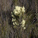 Image of Erica leucanthera L. fil.