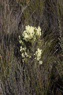 Image of Erica leucanthera L. fil.