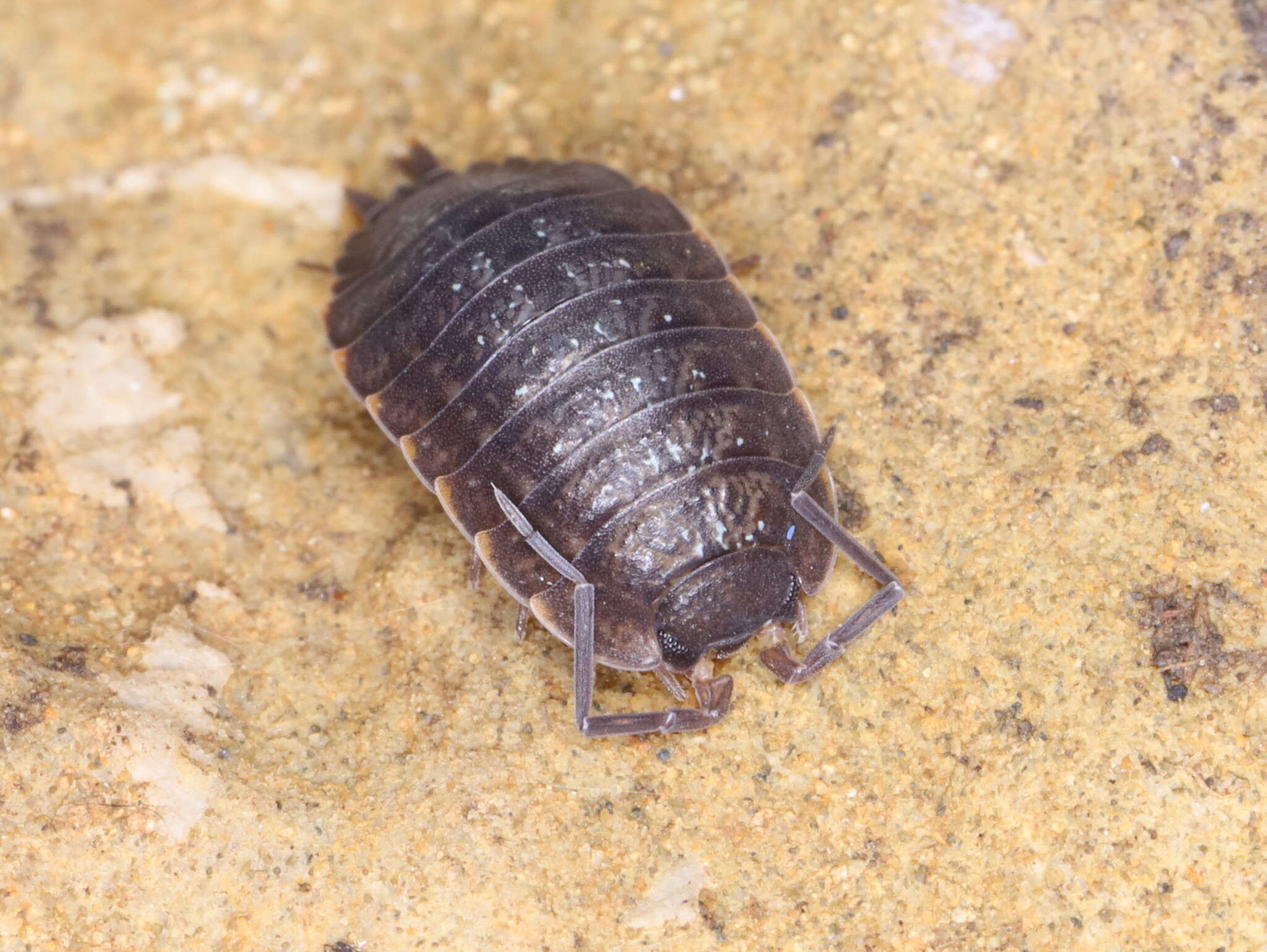 Image of Porcellio monticola Lereboullet 1853