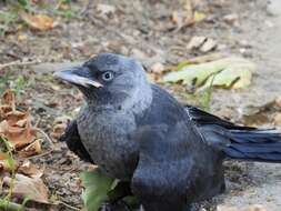 Sivun Corvus monedula soemmerringii kuva