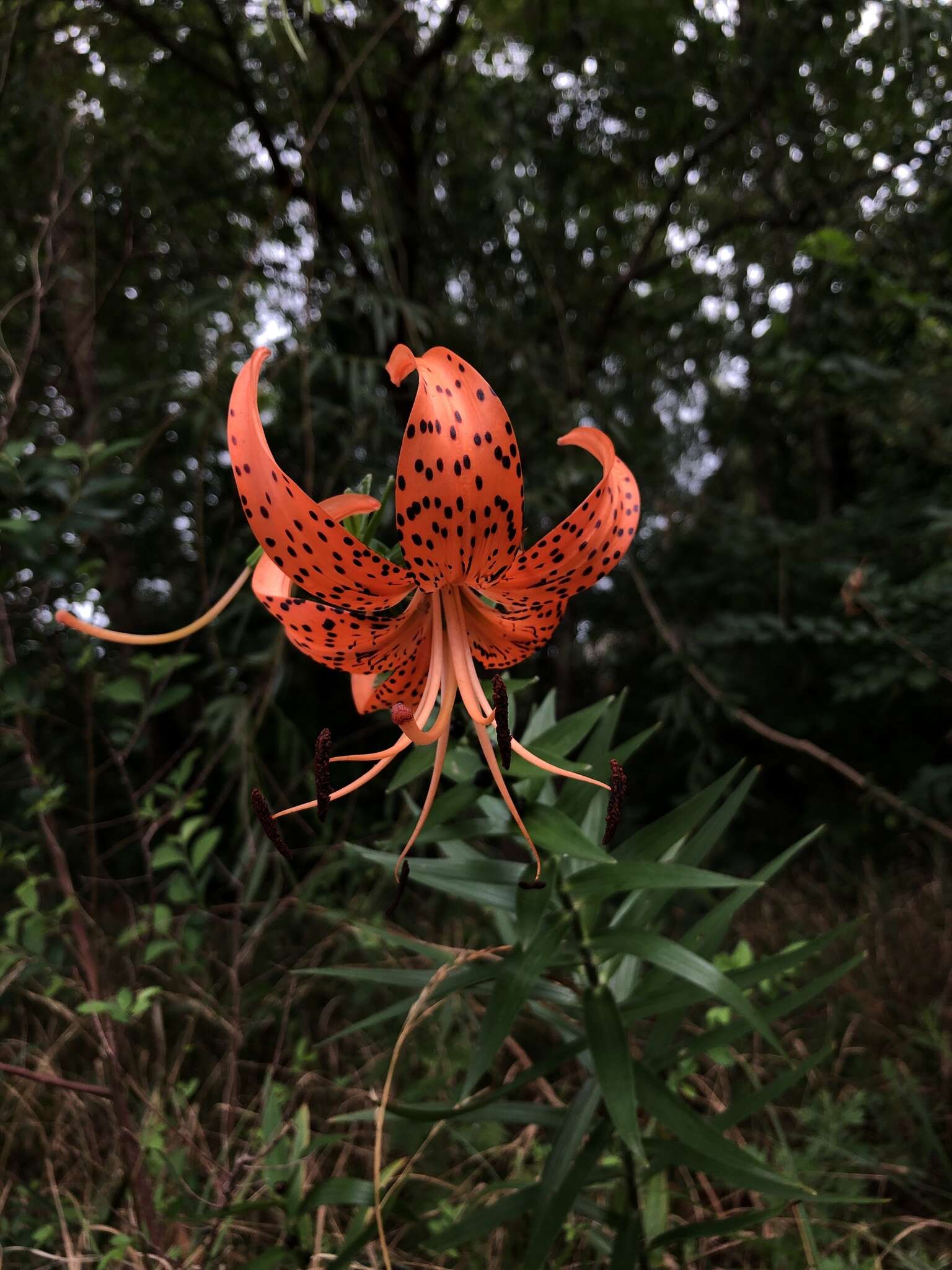 Image of Tiger lily