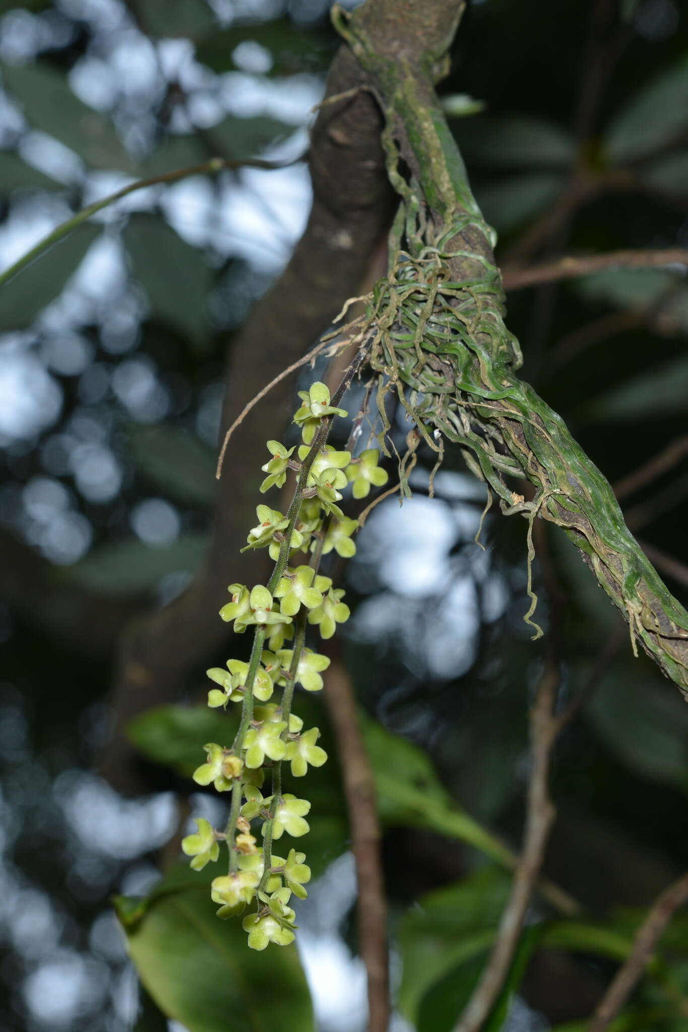 Image of Chiloschista segawae (Masam.) Masam. & Fukuy.