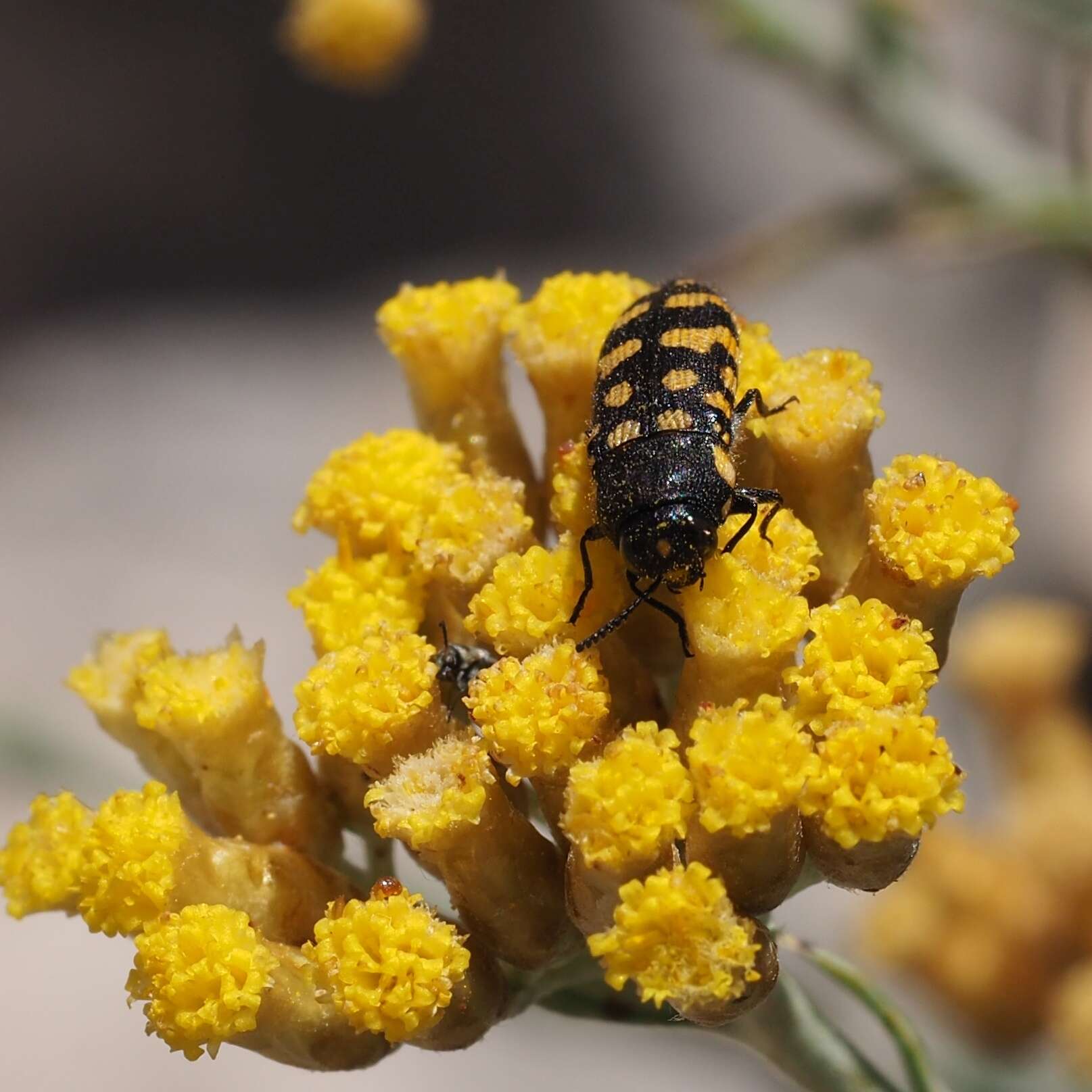 Image of Acmaeodera quadrifasciata prunneri Spinola 1838