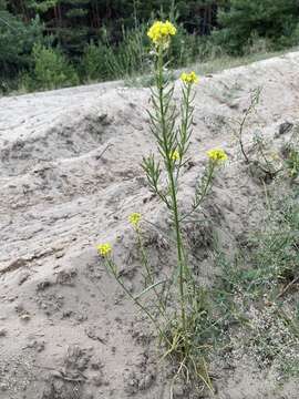 Image of Erysimum canum (Piller & Mitterp.) Polatschek