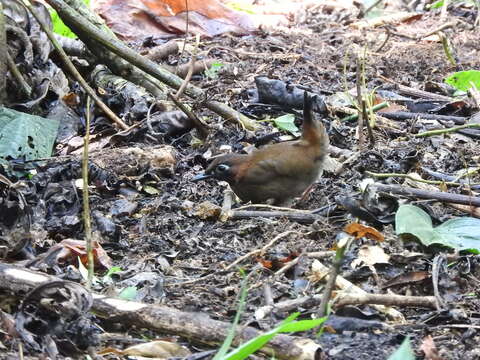 Image of Mayan Antthrush